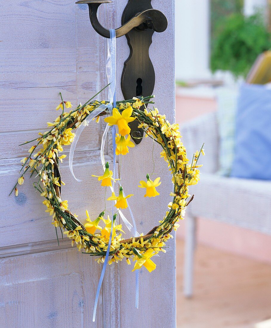 Wreath of broom and narcissi