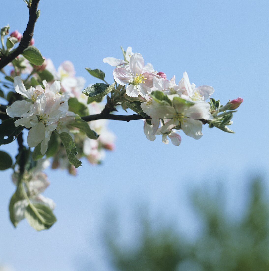 Blühender Apfelbaumzweig (Sorte: rheinischer Krummstiel)