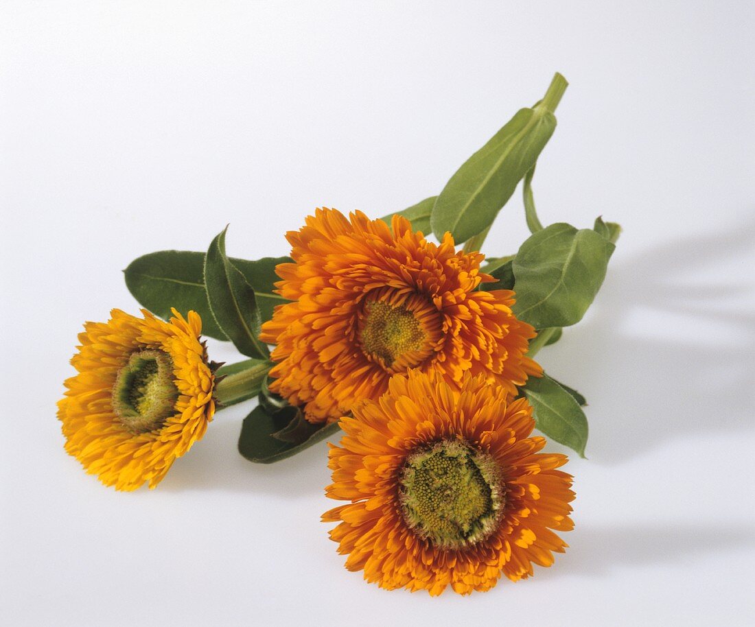 Three marigolds with leaves
