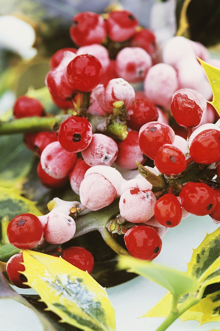 Gefrorene Stechpalmen-Beeren