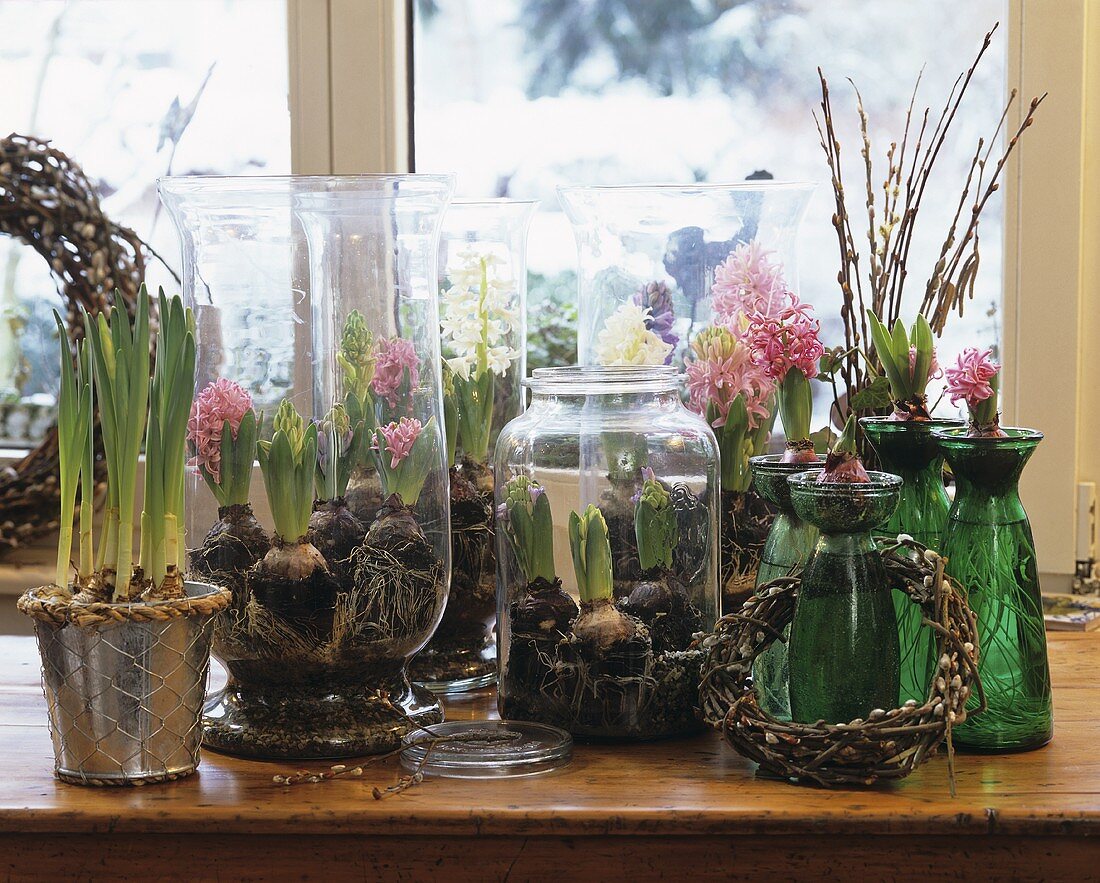 Hyacinths in various containers on a window sill