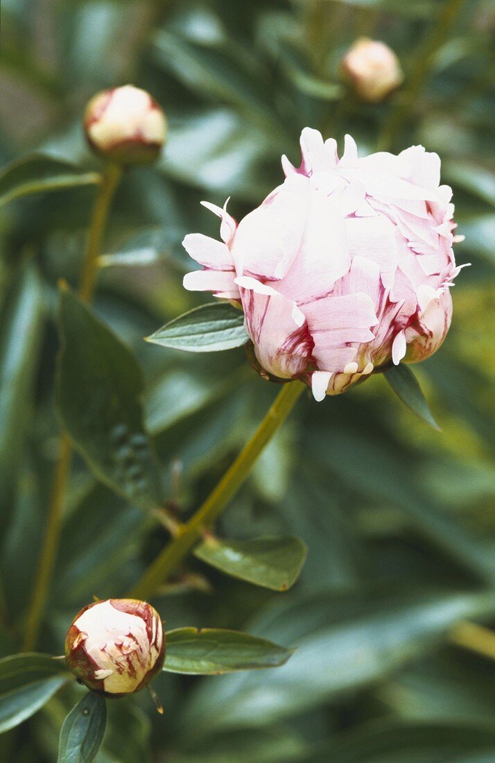 Close Up of a Pink Peony