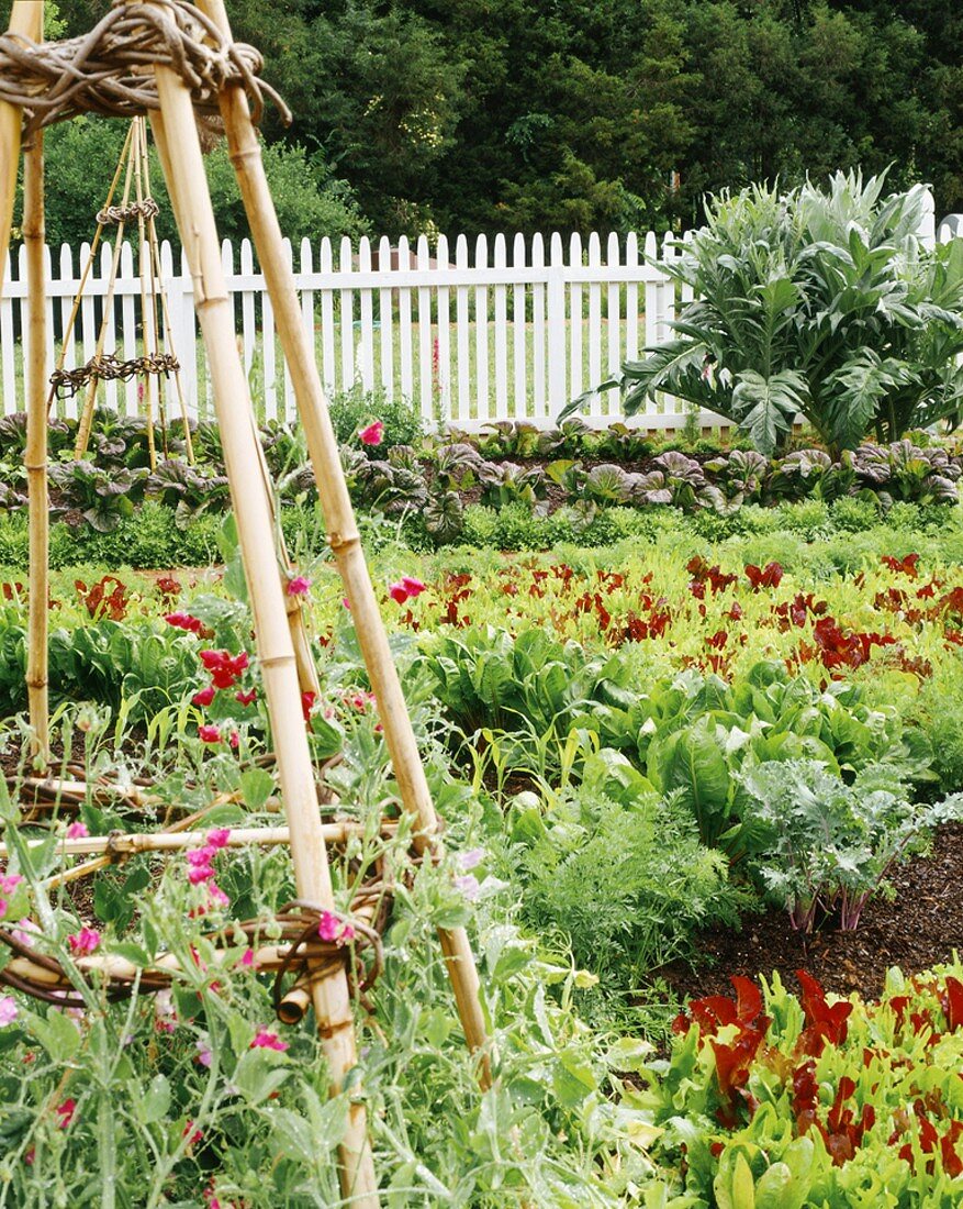 A vegetable bed