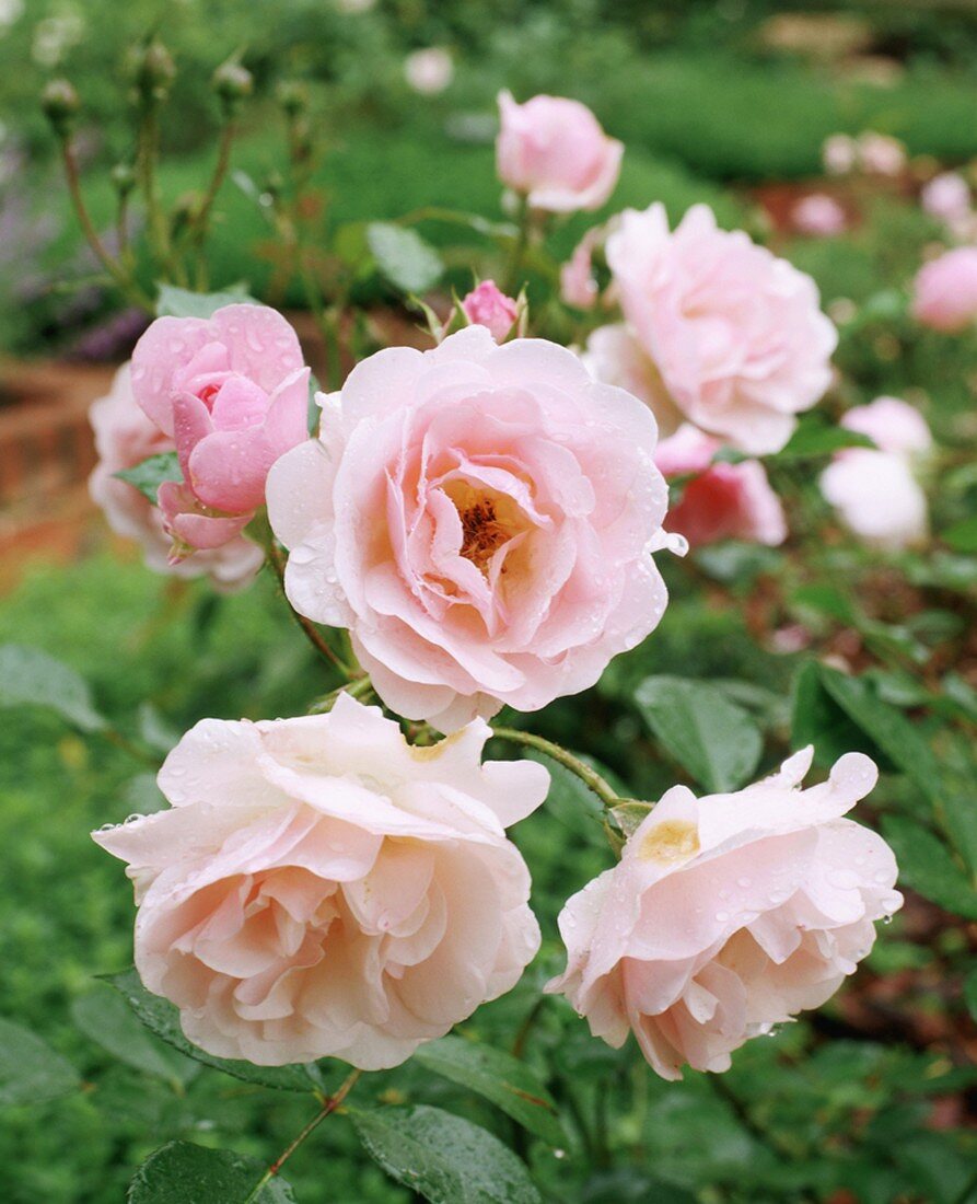 Detail of delicate pink rimmed roses in a country garden in Italy