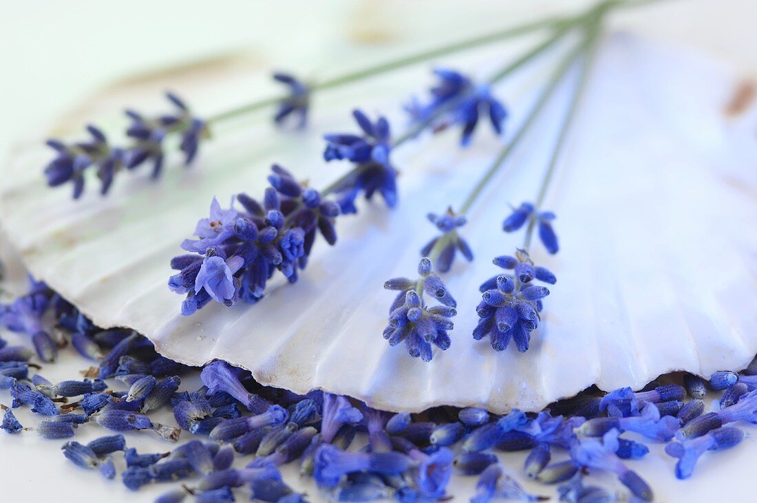 Lavendelzweige mit Blüten auf Muschelschale