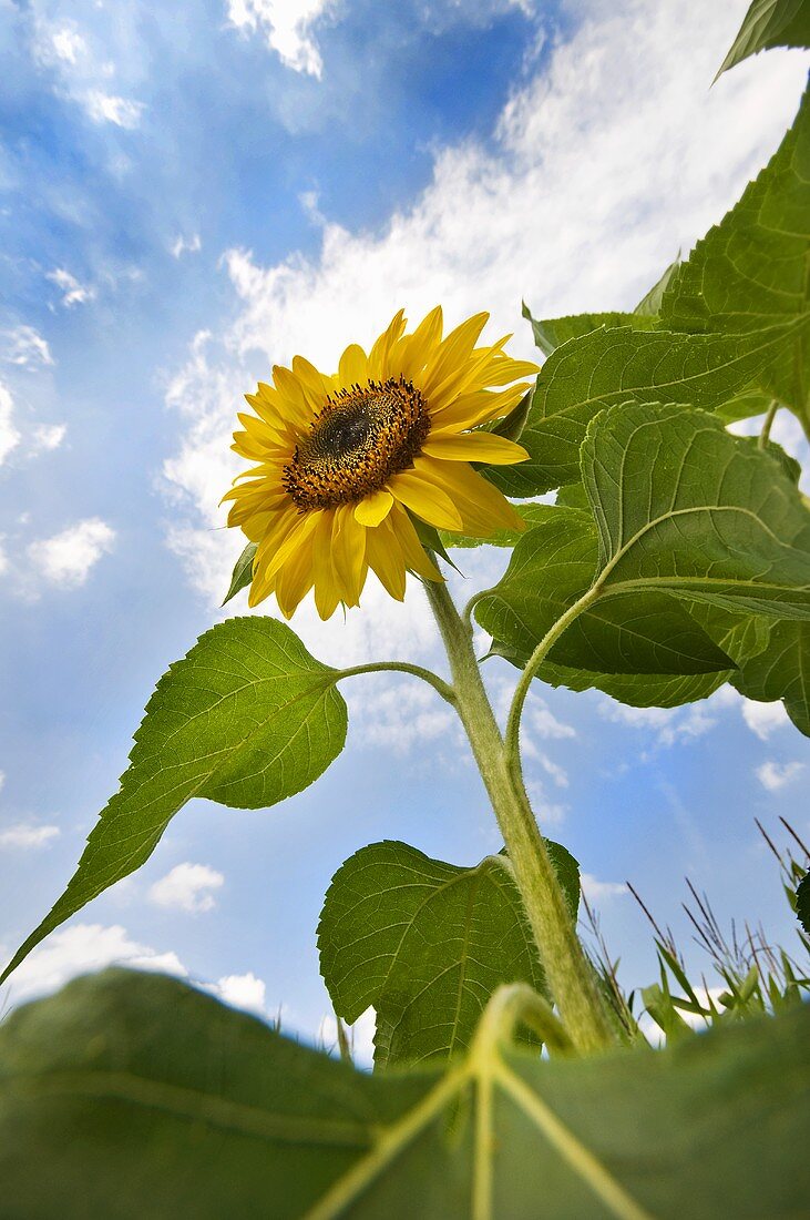 A sunflower in a field