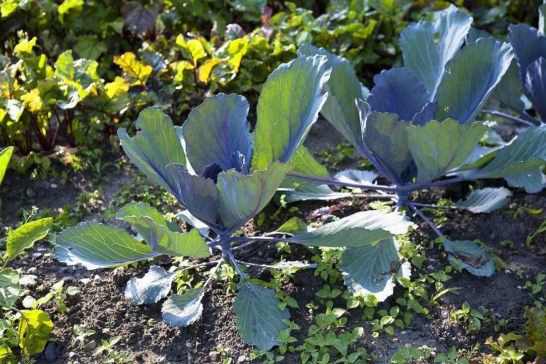 Cabbages in a garden