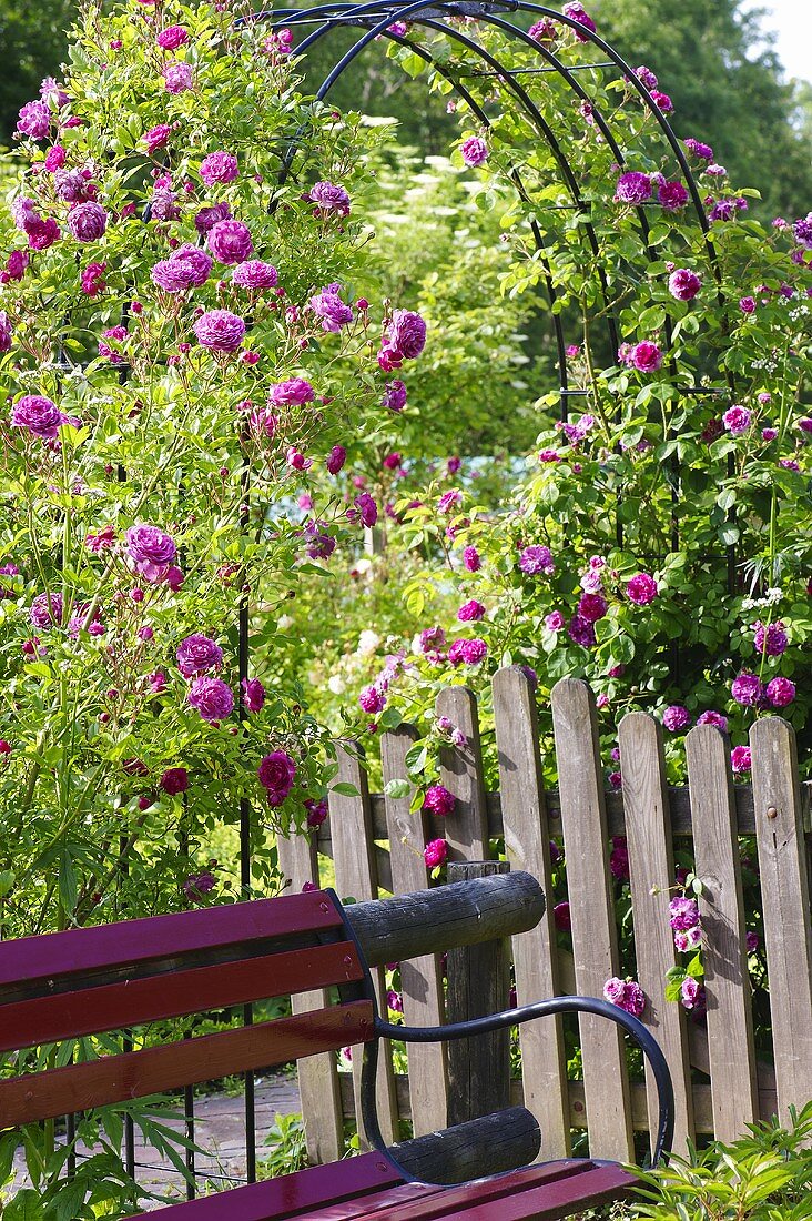 A farmer's garden with a climbing rose arch, wooden fence and a bench