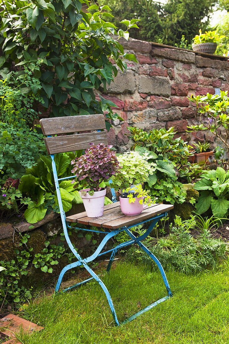 Various aromatic geraniums on an old wooden folding chair