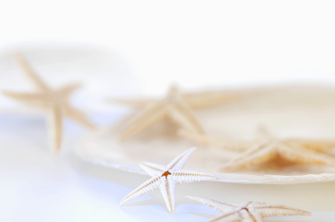 Starfish on a shell