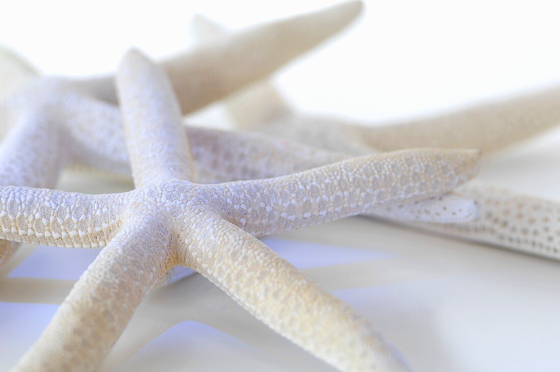 Starfish (close up)