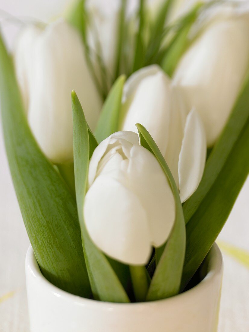 White tulips in a vase