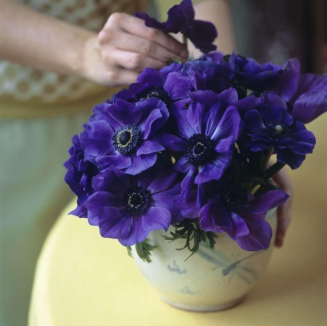 Frau steckt lilafarbene Anemonen in eine Vase