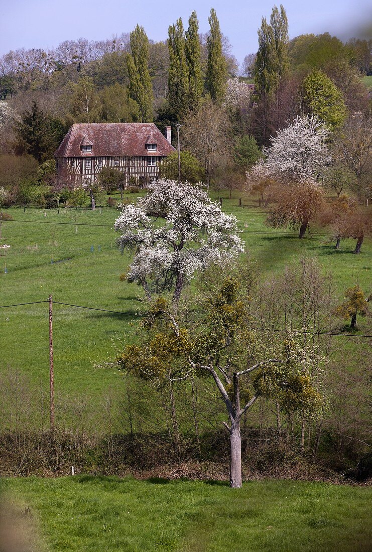 Spring landscape in Normandy (France)