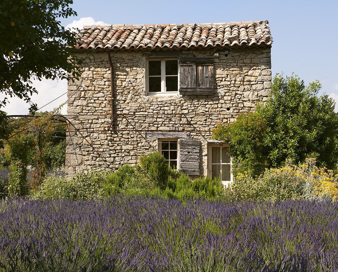 Lavendelfeld vor kleines Steinhaus in der Provence