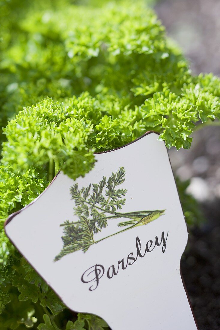 French parsley in a garden (with a sign)