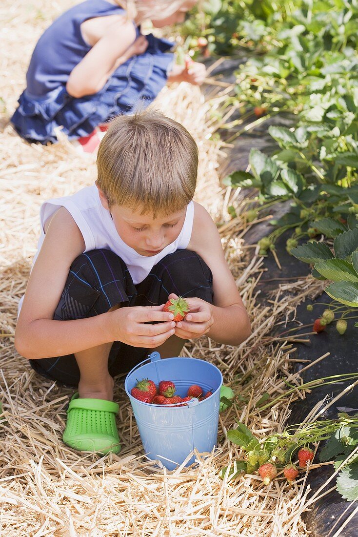 Kinder pflücken Erdbeeren im Erdbeerfeld