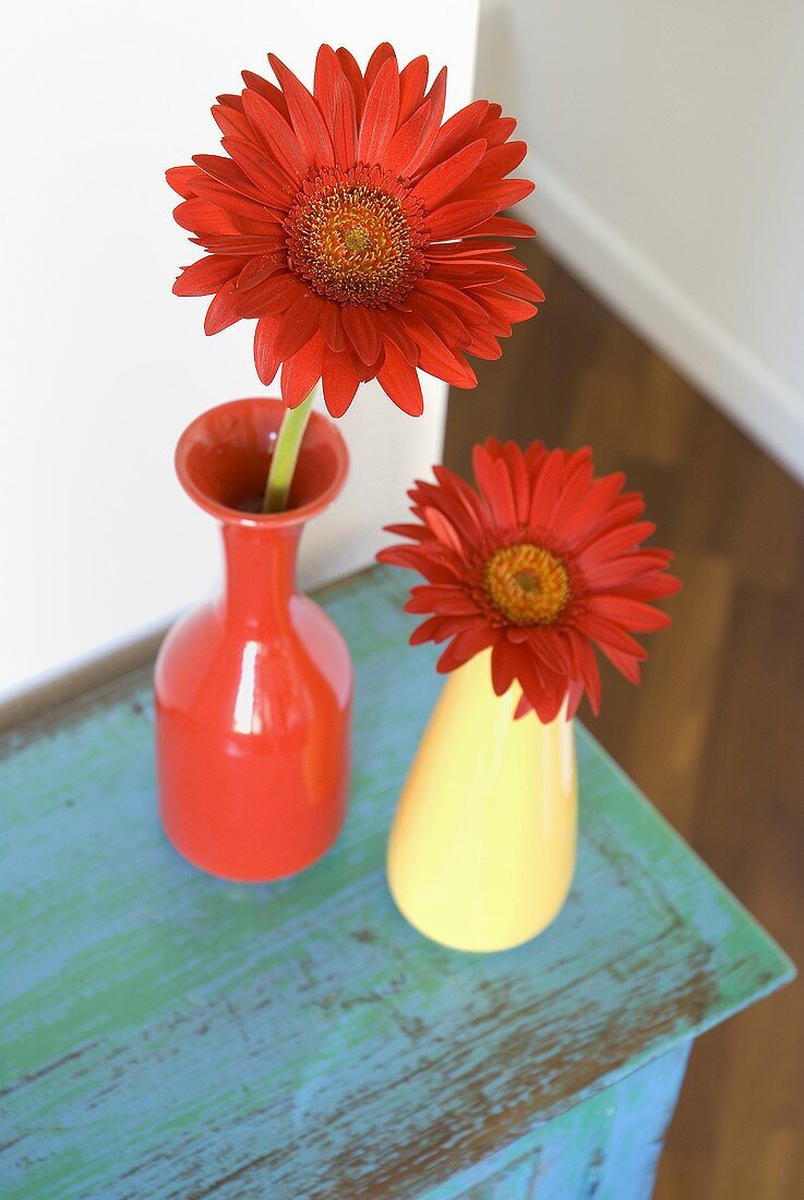 Red gerberas in red and yellow vases on a blue cupboard