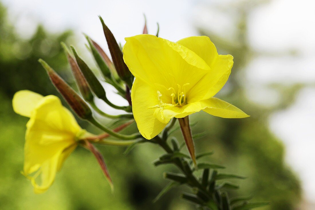 Evening primrose with flowers (close-up)