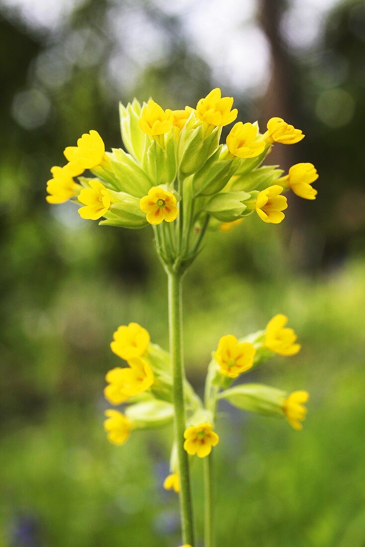 Cowslips in grass (close-up)