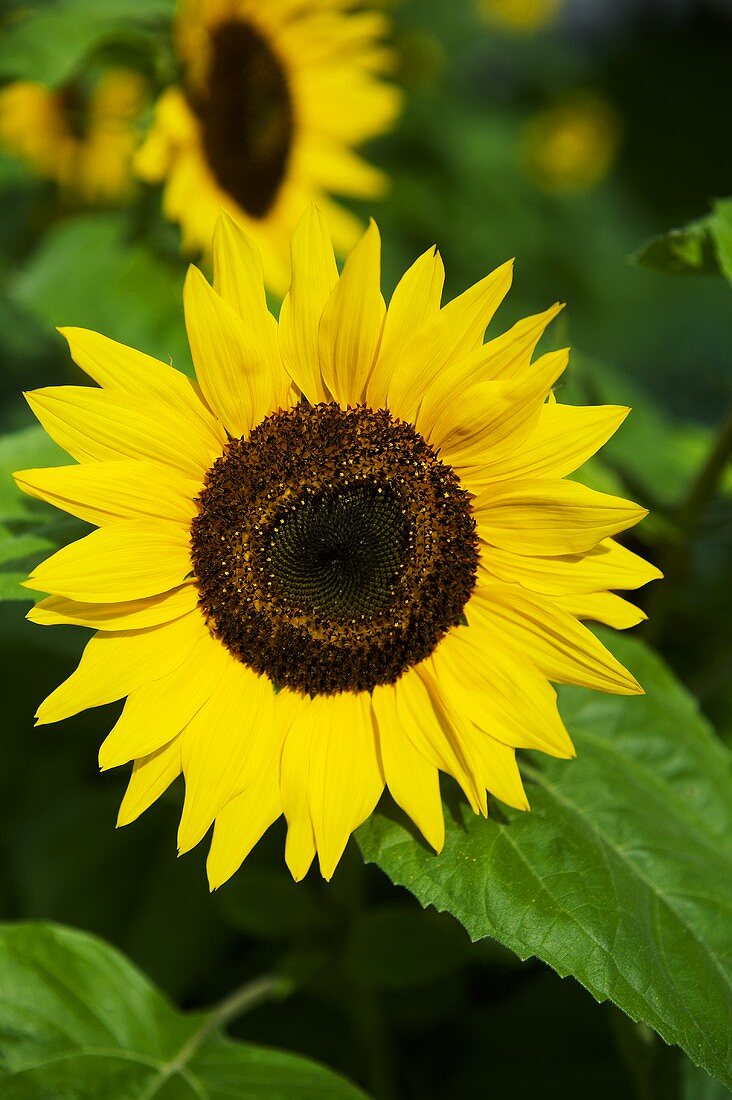 Sunflowers