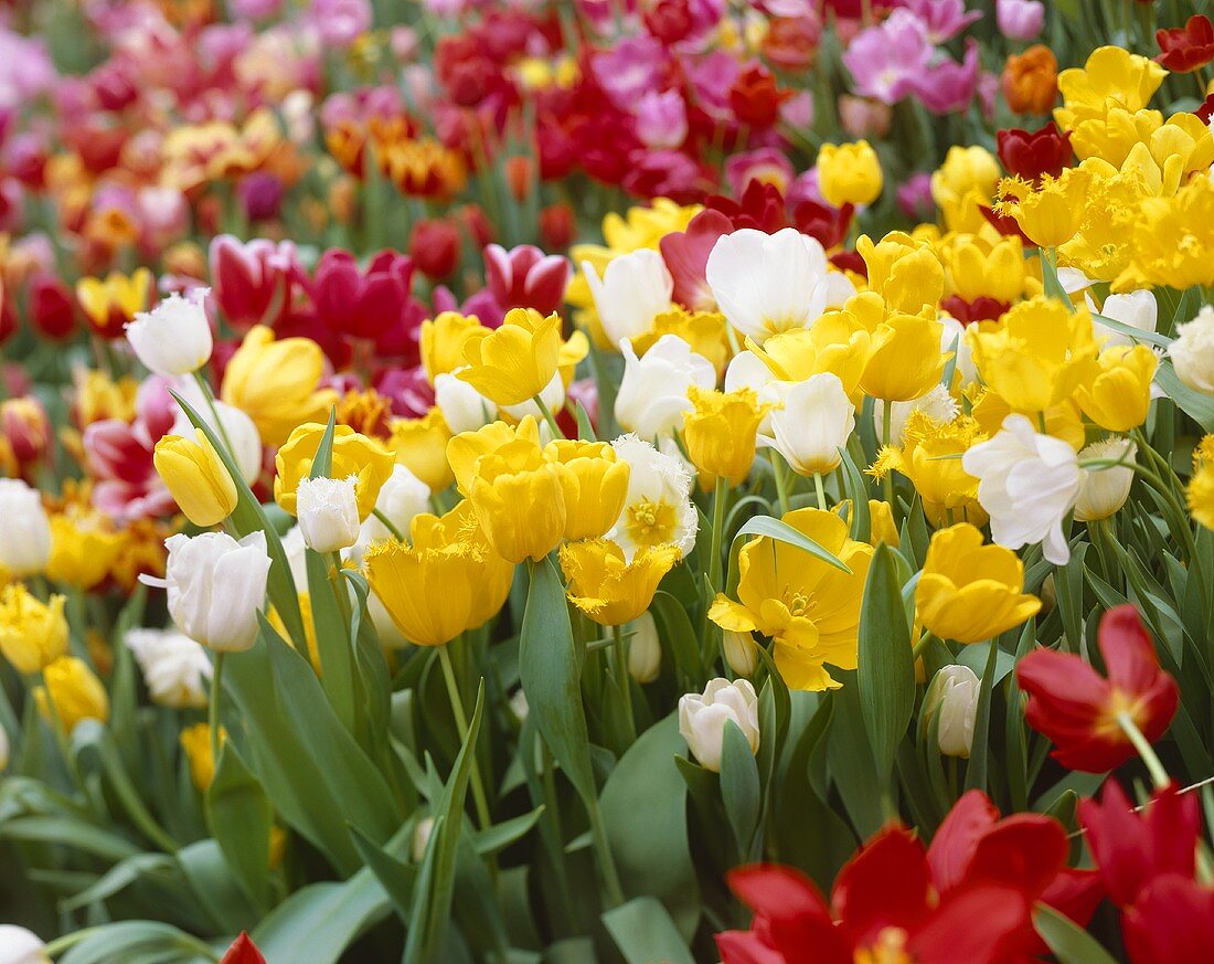 Many different tulips, full-frame