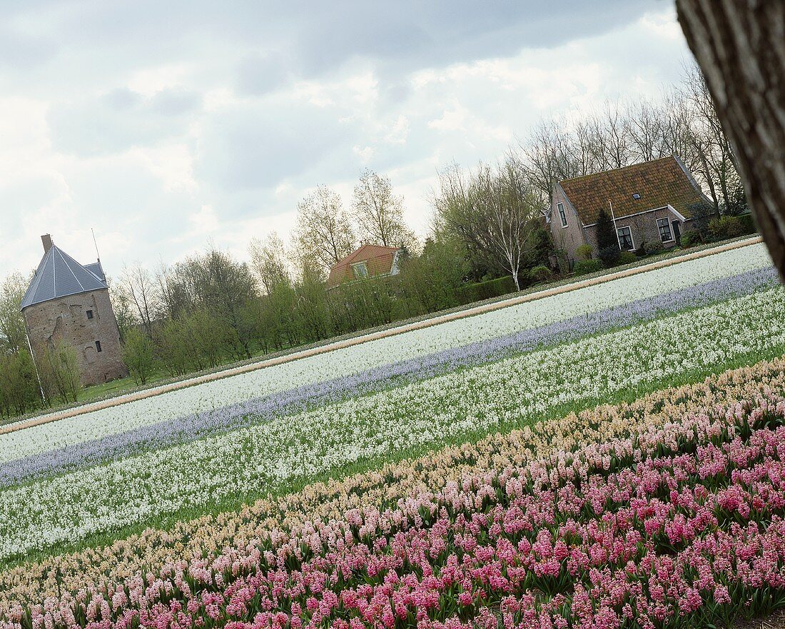 Buntes Hyazinthen-Feld