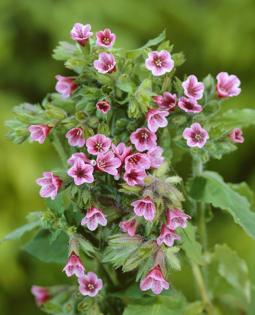 Lungenkraut 'Barfield Pink'