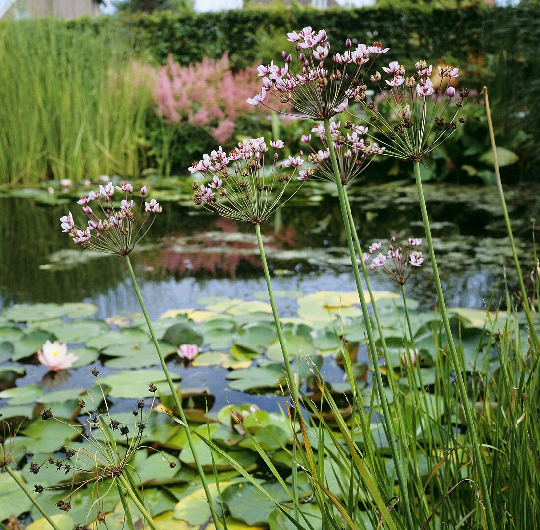 Garden pond with flowering rush (Butomus umbellatus) & water lilies (Nymphaea odorata)