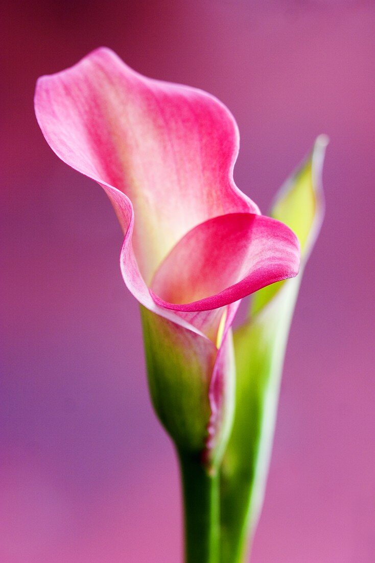Eine rosa Calla-Blüte