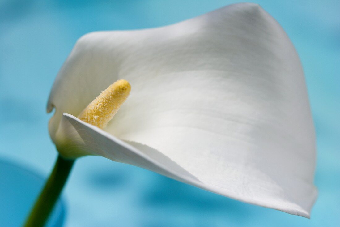 Eine weiße Calla-Blüte vor blauem Hintergrund