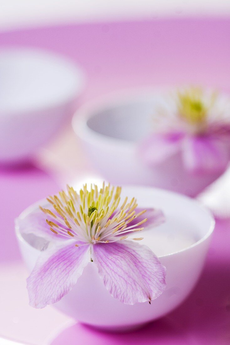 Clematis flower in small bowl