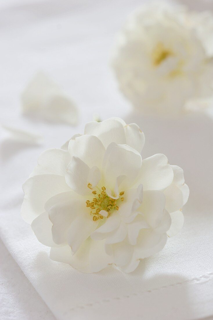 weiße Rosenblüten