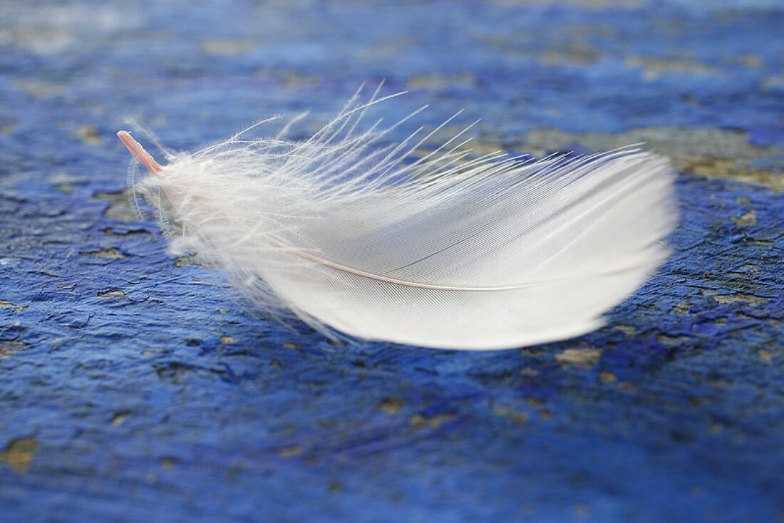 A white feather on a blue background