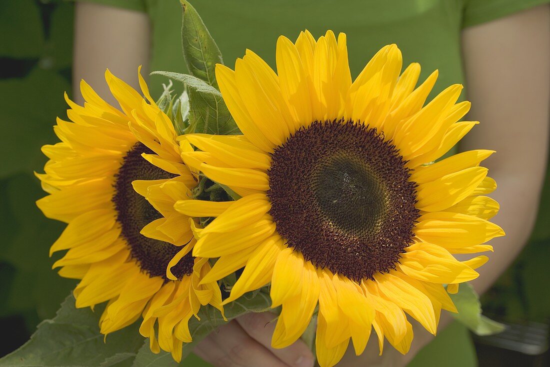 Hands holding sunflowers