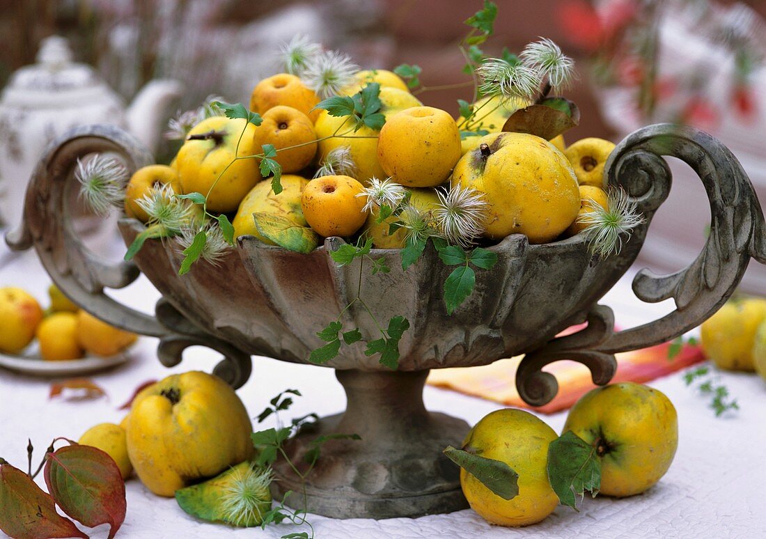 Bowl of quinces, ornamental quinces & clematis seed heads