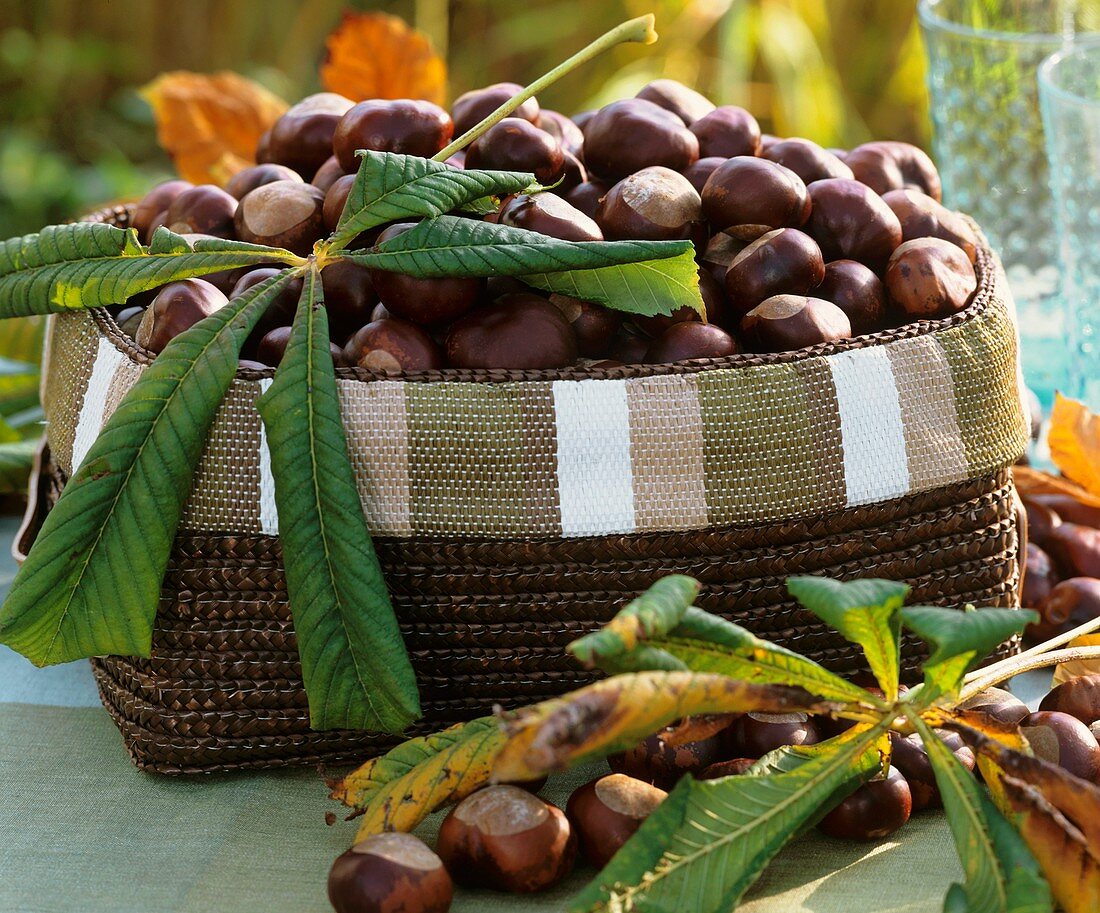Basket of chestnuts and chestnut leaves