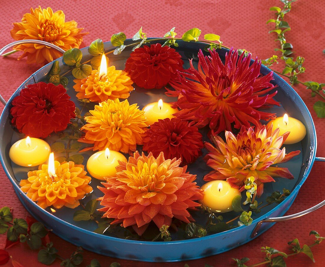 Dahlienblüten mit Pfennigkraut und Schwimmkerzen