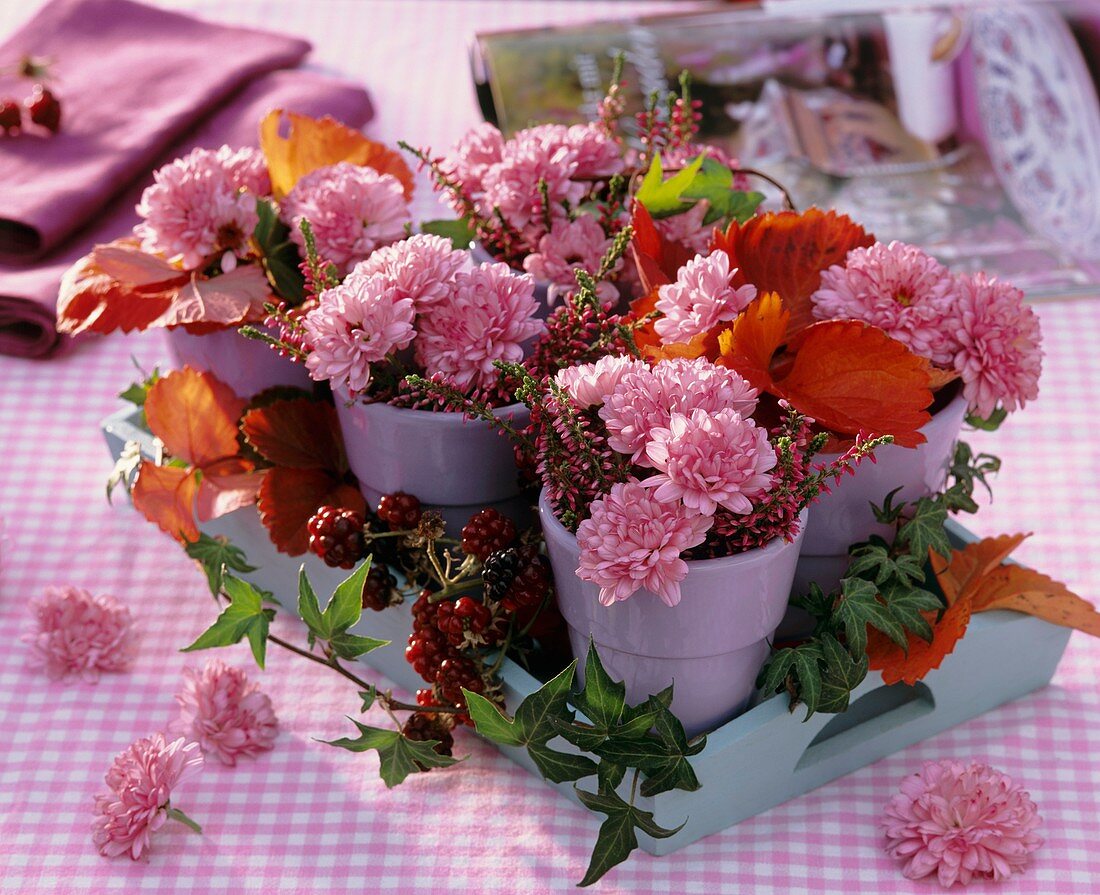 Chrysanthemums, heather and blackberries in small pots