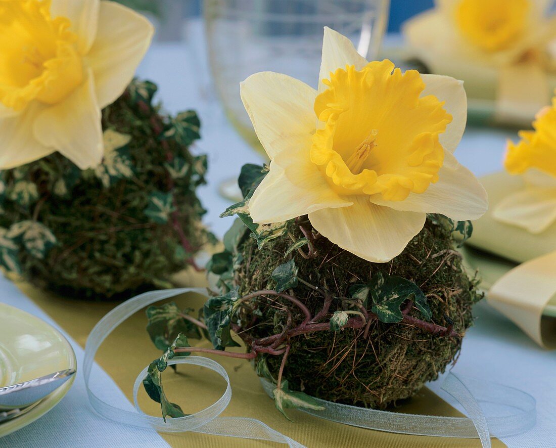Narcissi in moss balls (table decoration)