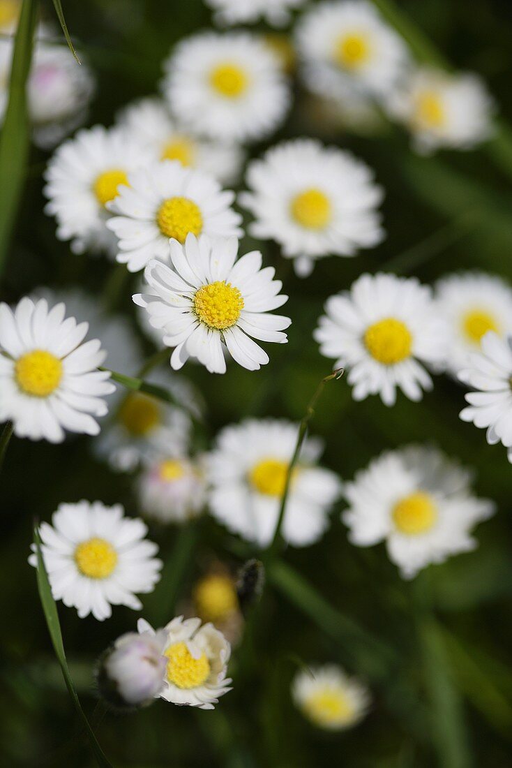 Gänseblümchen