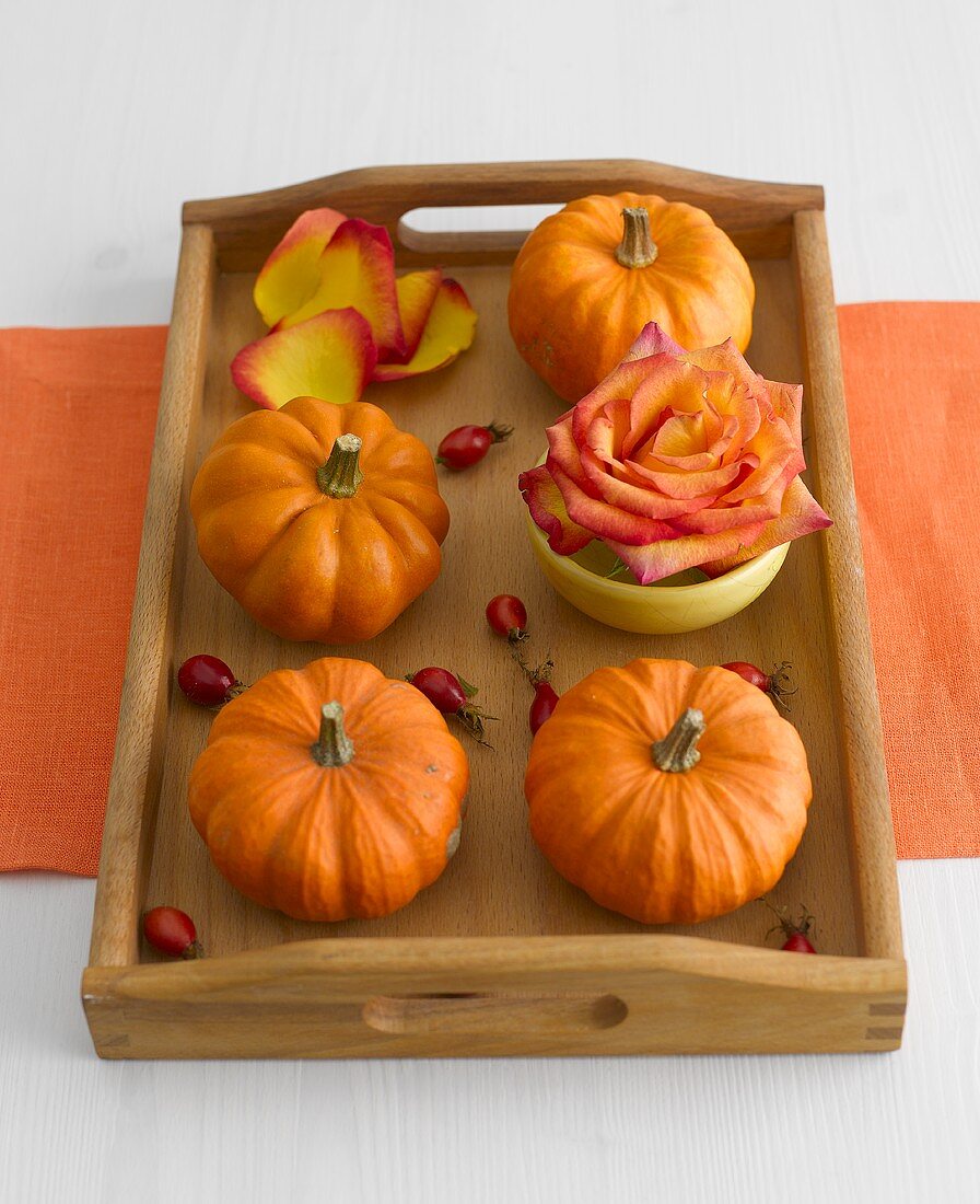Orange ornamental gourds and rose on wooden tray
