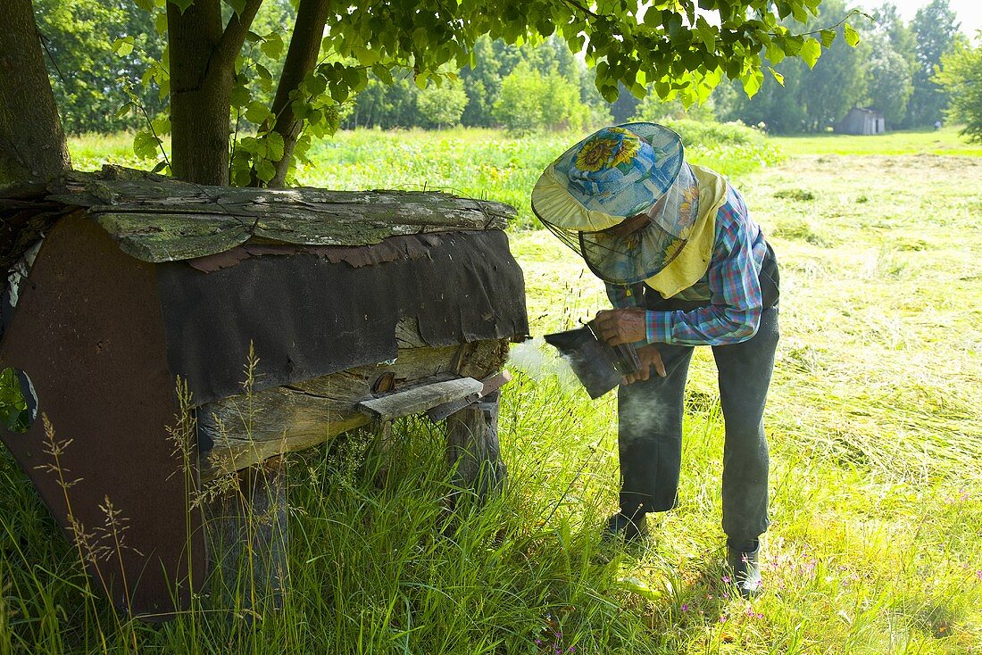 Mann vertreibt die Bienen mit Räucher vom Bienenstock