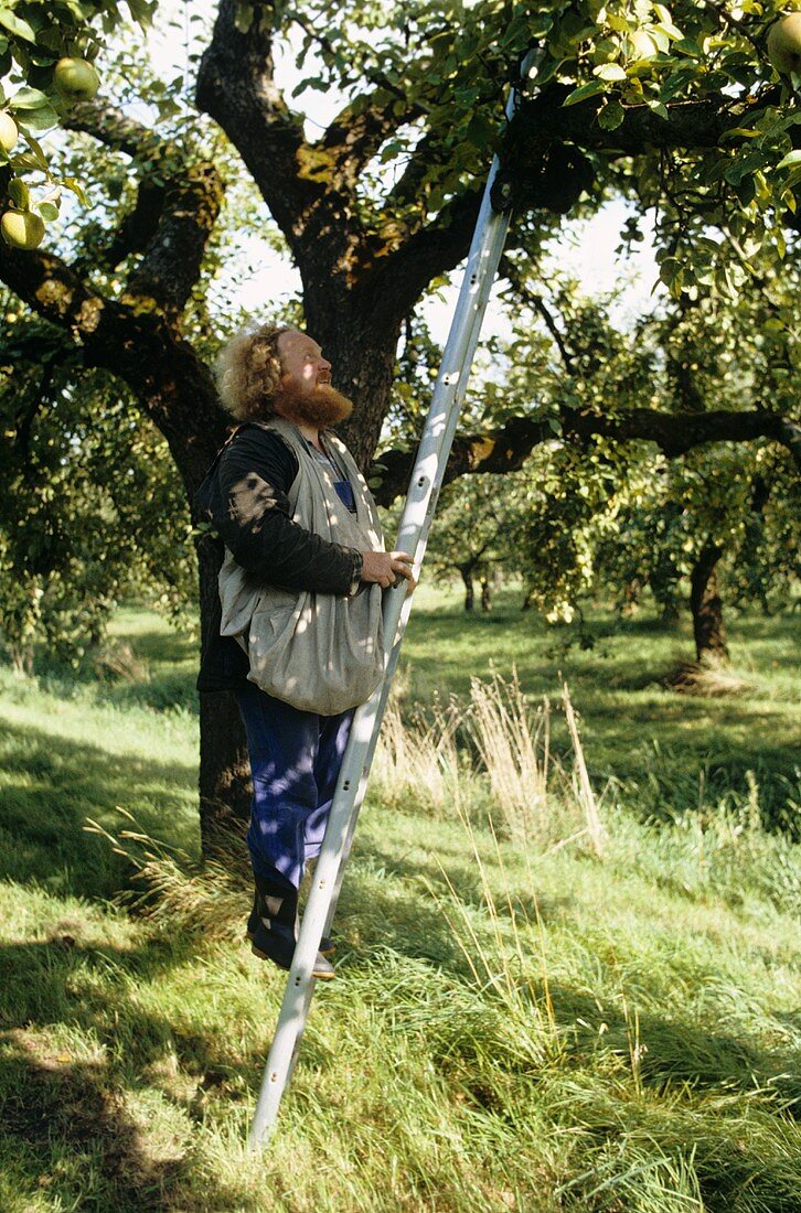Mann steigt auf die Leiter bei der Apfelernte