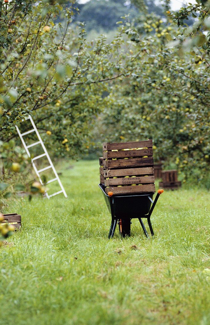 Holzkisten mit Äpfeln auf einer Schubkarre