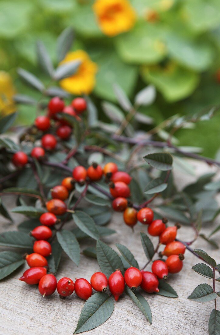 A rosehip heart