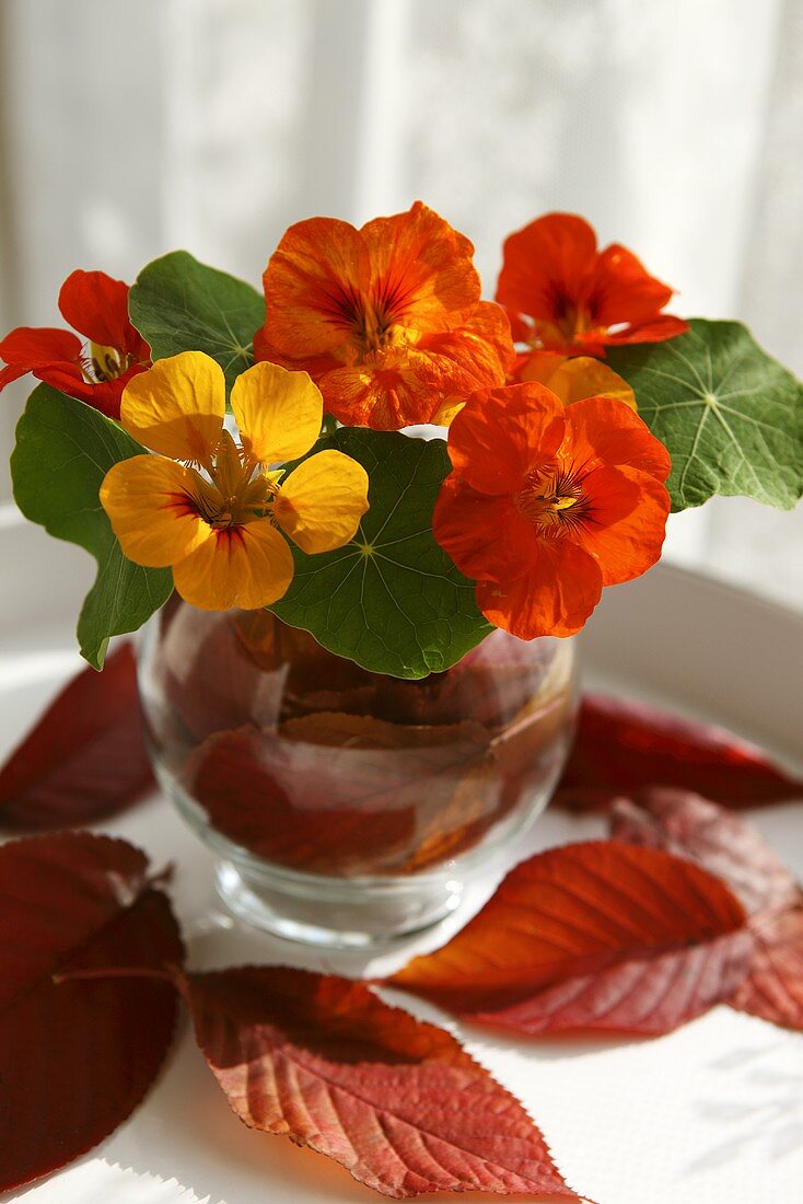 Nasturtiums in a glass vase with autumnal leaves
