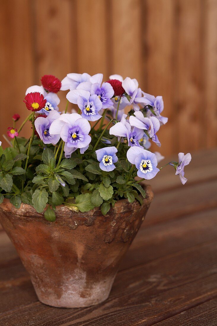 Pansies in flowerpot