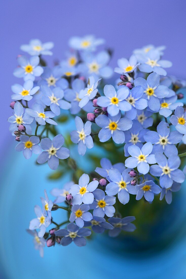 A posy of forget-me-nots in a vase