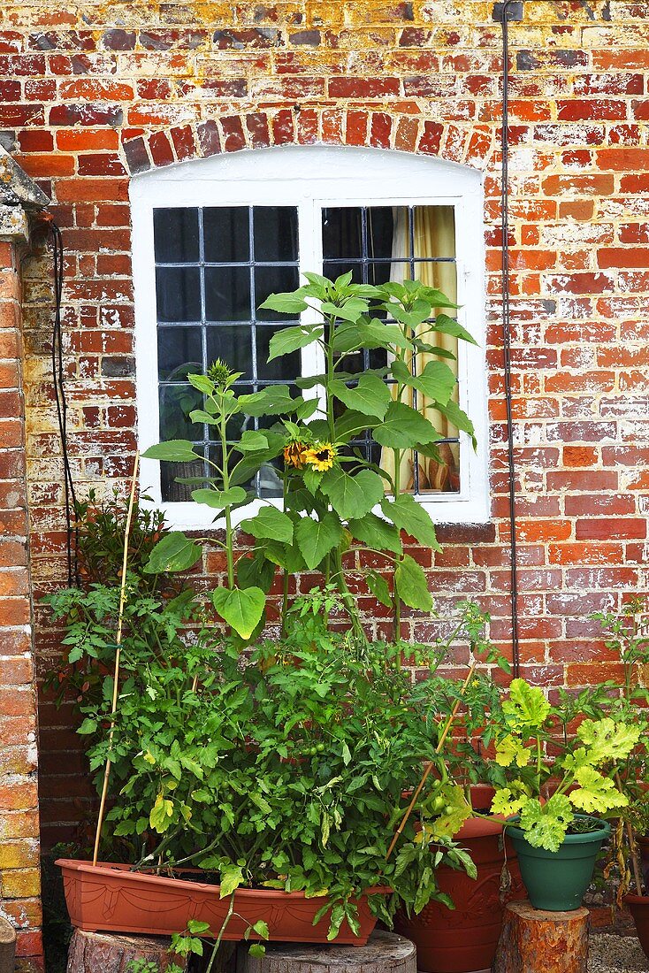 Blick auf Pflanzen vor Fenster eines englischen Landhauses